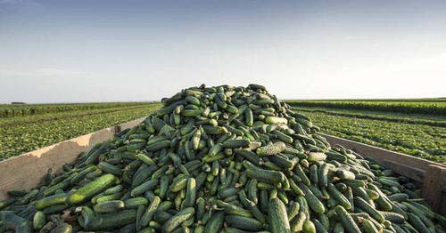 美國機械化採摘黃瓜，一天可收1000噸！為啥我們沒有這種機器？