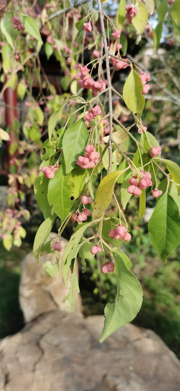 讀納蘭性德《臨江仙》