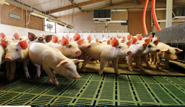 為什麼美國豬肉賣得如此便宜？看看美國人的殺豬流程就明白了