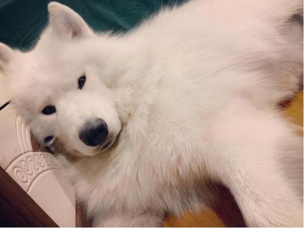 薩摩耶有這些特徵,說明你沒有“白養” 薩摩耶有這些特徵,說明你沒有“白養”