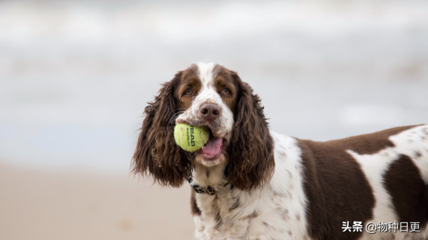 養狼當犬看家難 養狼當犬看家難