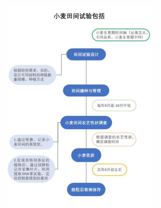 你在種小麥嗎?不,我在進行一場修行 你在種小麥嗎?不,我在進行一場修行