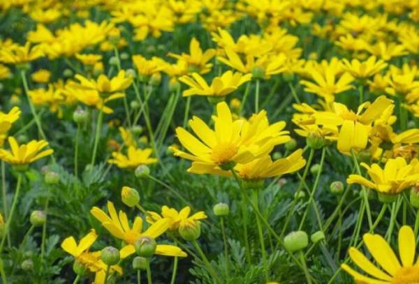 陶淵明陶公的菊意生活