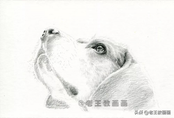 動物的毛髮怎麼畫？畫一隻狗狗，示範一下