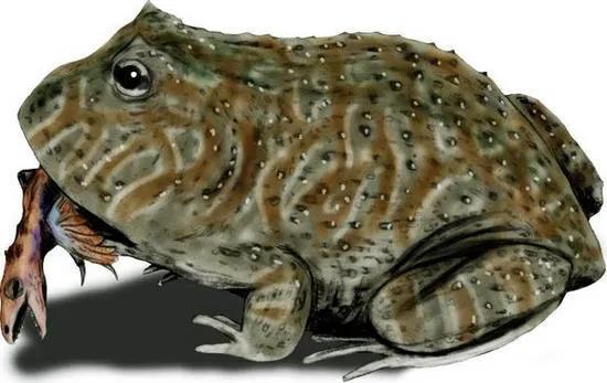 青蛙巨無霸——超乎你的想象