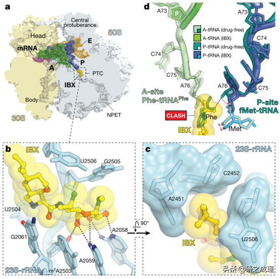 有機合成又一篇Nature，劍指抗生素
