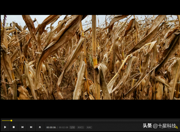 2022年種玉米之前：一定要把騙子“拒之門外”