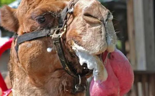 狗嘴裡吐不出象牙，為啥駱駝嘴裡能吐出肉球，不吃肉哪來肉球？