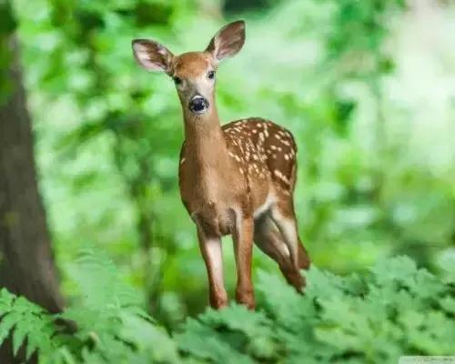分享圖片 梅花鹿 可愛呆萌 堅強勇敢