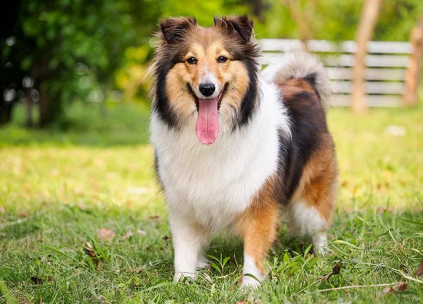 25種最聽話的狗狗 25種最聽話的狗狗