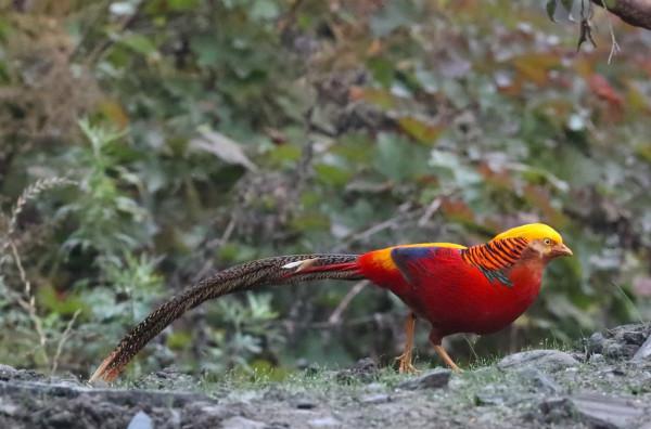 鳳凰的原型就是它!北京野保工作者在四川大熊貓國家公園拍到了 鳳凰的原型就是它!北京野保工作者在四川大熊貓國家公園拍到了