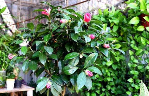 2種漂亮花，現在正是長花苞階段，3大關鍵養護要跟上