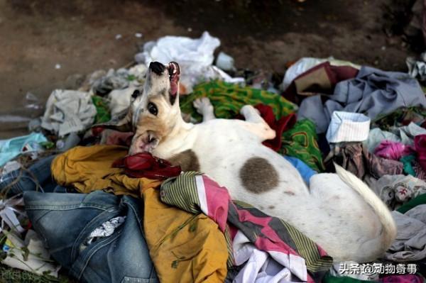 鬼精的流浪狗毛蛋的故事 鬼精的流浪狗毛蛋的故事