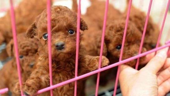 2021年，寵物店最好賣的7種狗，便宜又好養