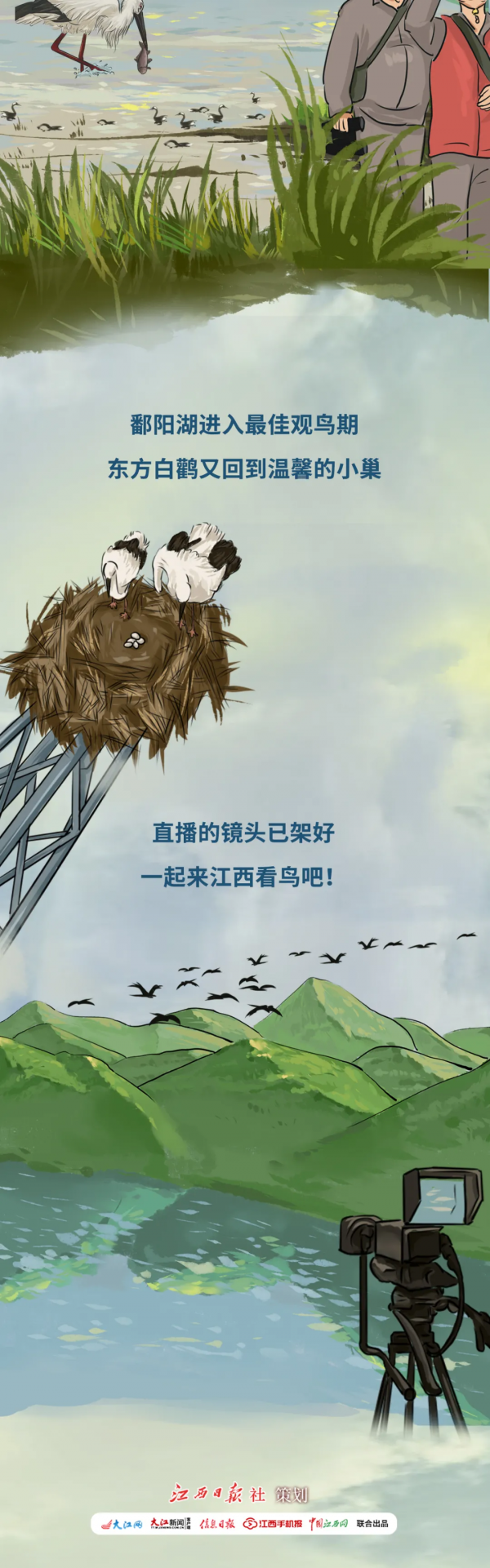 超萌！東方白鸛江西直播秀來了