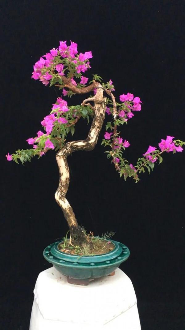 梅花盆栽的圖片