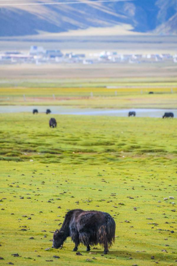西藏超值得去的草原，是我國五大牧場之一，也是遊牧文化的繁衍地