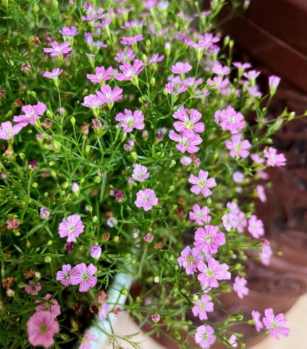 廣東鄉村的味道