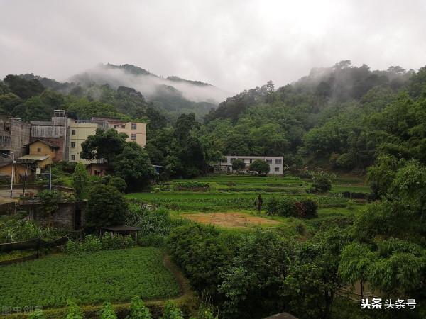 農村土地廣闊,合理利用效益最大化,哪幾種種植模式卻備受歡迎? 農村土地廣闊,合理利用效益最大化,哪幾種種植模式卻備受歡迎?