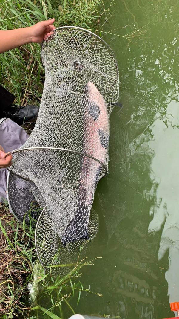 抓住釣大魚的最後時機，成功守得野生大青