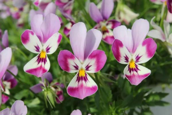 每日一花：花語沉思、請想念我之角堇