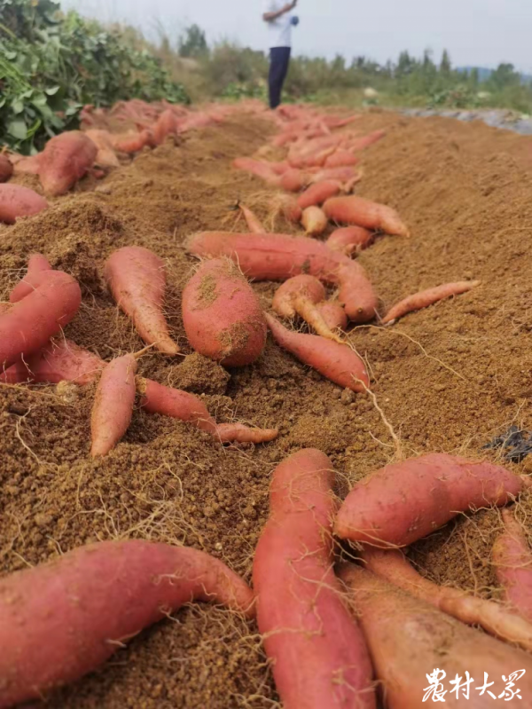 400多萬斤地瓜不愁銷，他們抱團有訣竅