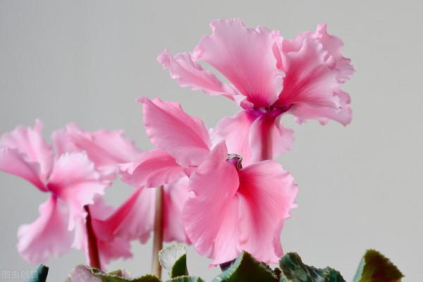 仙客來，是一種喜慶花卉