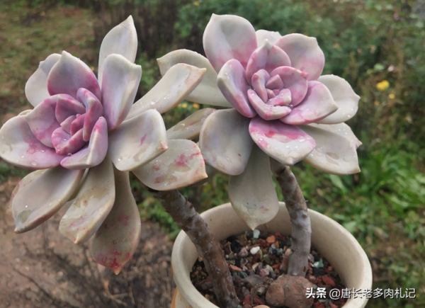 新手養的多肉乾巴巴的?應該是這6個毛病,處理好葉片就能胖乎乎 新手養的多肉乾巴巴的?應該是這6個毛病,處理好葉片就能胖乎乎