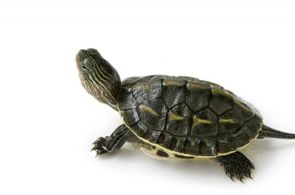 愛寵物不要過度,今天就說說,第一個因為愛寵物而亡國的人 愛寵物不要過度,今天就說說,第一個因為愛寵物而亡國的人