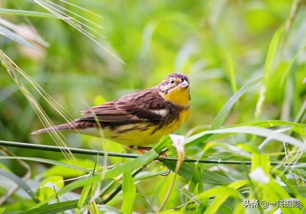 湖邊，這隻黃胸鵐正吃著野生稻種子