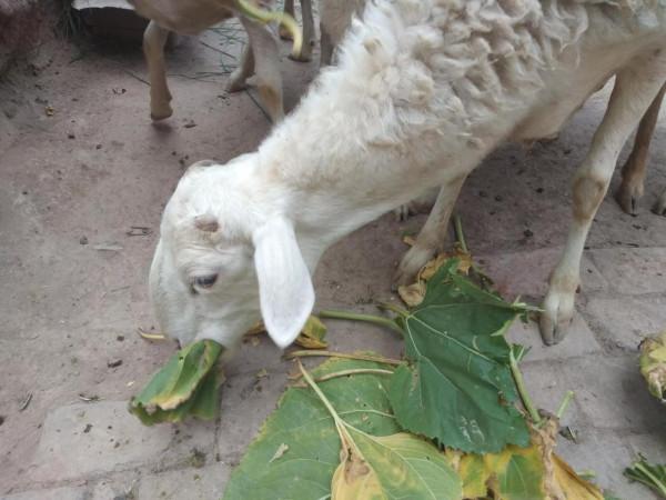 村民老張養4頭牛、70只羊，年收入達到6位數，惹來全村人的羨慕