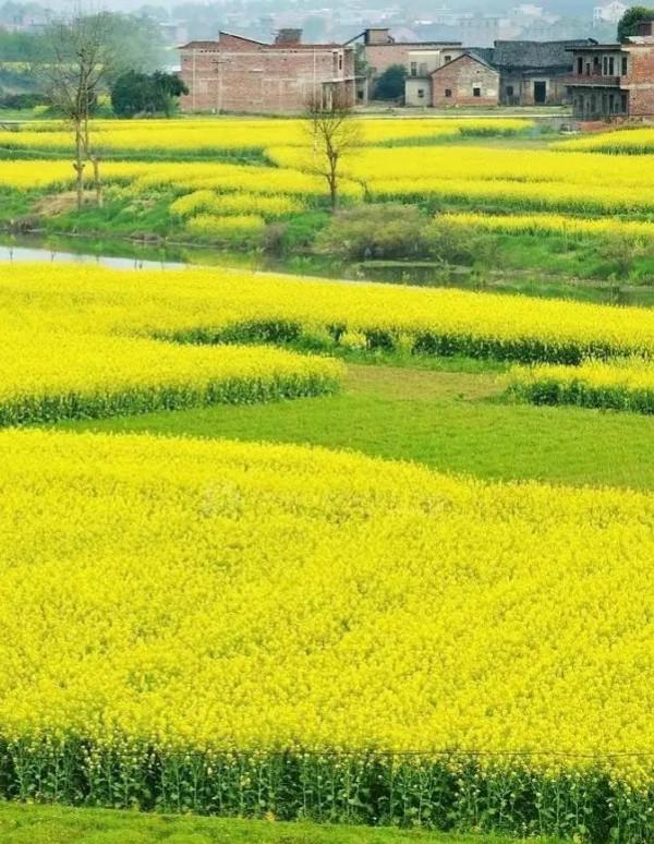 分享圖片&mdash;&mdash;美麗的油菜花集錦