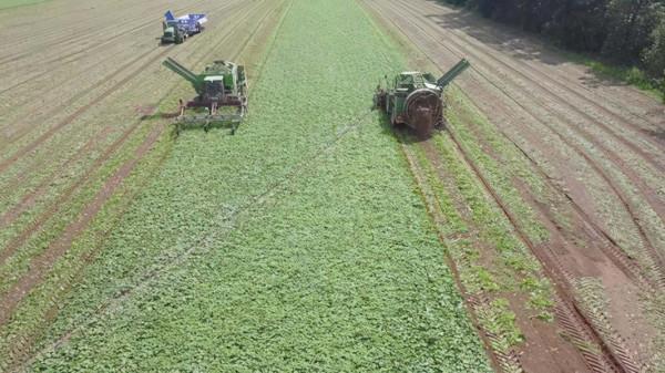 美國機械化採摘黃瓜，一天可收1000噸！為啥我們沒有這種機器？