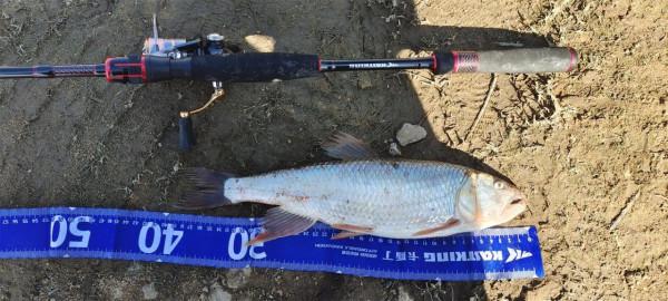 別急著把魚竿收起來,冬天照樣可以玩微物 別急著把魚竿收起來,冬天照樣可以玩微物