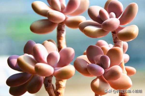 適合新手的桃蛋多肉,掌握三秘訣,遇水瘋長,三個月還能變老樁 適合新手的桃蛋多肉,掌握三秘訣,遇水瘋長,三個月還能變老樁