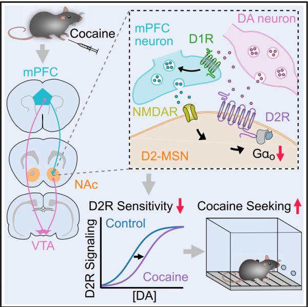 揭秘成癮原因!Neuron發文揭示早期藥物成癮的機制 揭秘成癮原因!Neuron發文揭示早期藥物成癮的機制