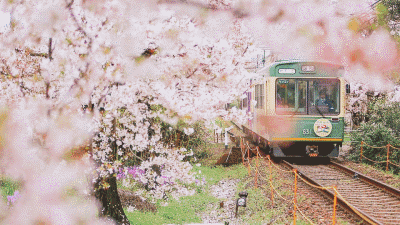 限定20天！國內這趟開往春天的列車，只需6元，就能穿越浪漫花海