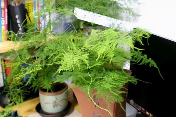 冬季陽光溫和,但這8種喜陰花不一定需要,區別對待才是正確做法 冬季陽光溫和,但這8種喜陰花不一定需要,區別對待才是正確做法