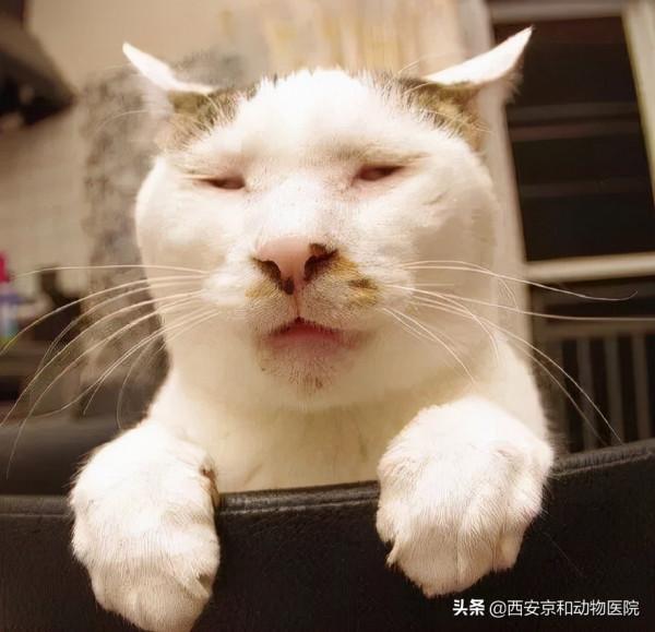 好看的皮囊千篇一律，但是醜的千姿百態的貓你都見過嗎？