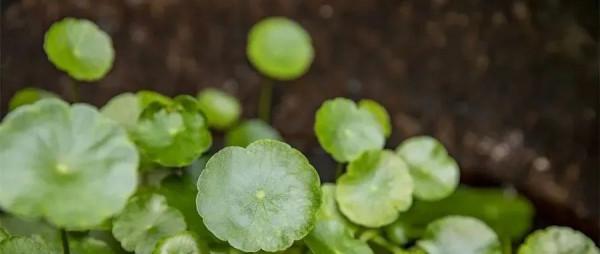 為什麼做了手術，膽囊炎的症狀還沒有消失？又該如何治療呢？