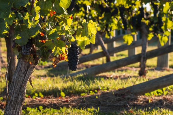 桑樹能嫁接什麼樹？“嫁接葡萄”味好濃，不能截斷基部枝條