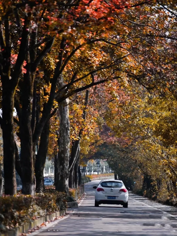 杭州民宿圈又一新作!270°落地玻璃躺看茶園,私享西湖邊避世秘境 杭州民宿圈又一新作!270°落地玻璃躺看茶園,私享西湖邊避世秘境