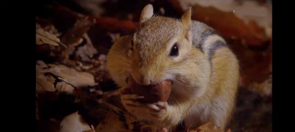 小巨人—微小動物世界