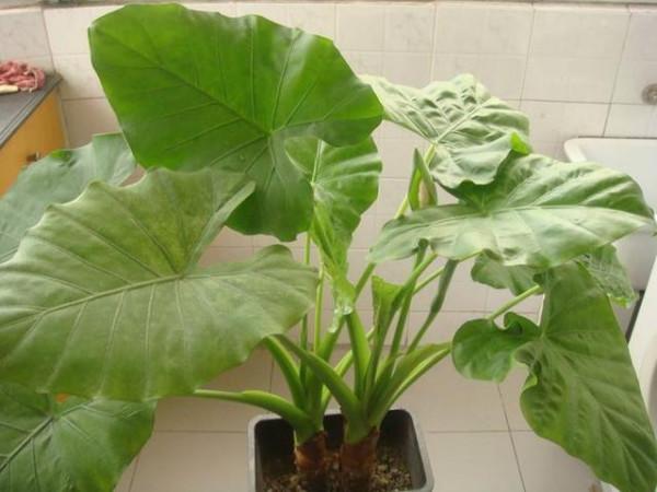 六種帶&OpenCurlyDoubleQuote;毒&rdquo;的花，家裡經常養，越漂亮毒性越大，你養過幾種？
