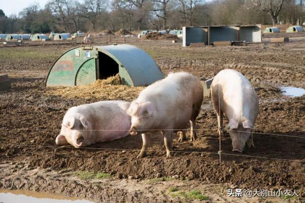 細思極恐！憨厚的外表藏著雞賊的野性，家豬真的會吃人嗎？