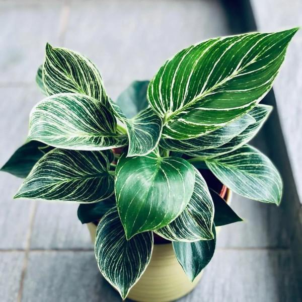 8種葉子長滿條紋的觀葉植物，很小眾的室內綠植，顏值可真不低