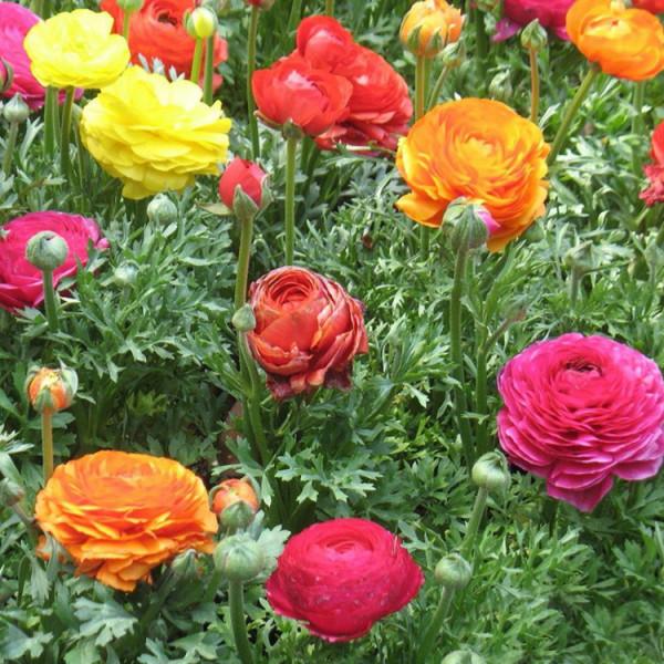 這些花名字不好聽,卻是神仙顏值!網友:真的被名字耽誤了一生 這些花名字不好聽,卻是神仙顏值!網友:真的被名字耽誤了一生