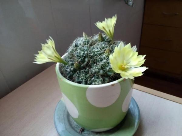 仙人球要這樣養