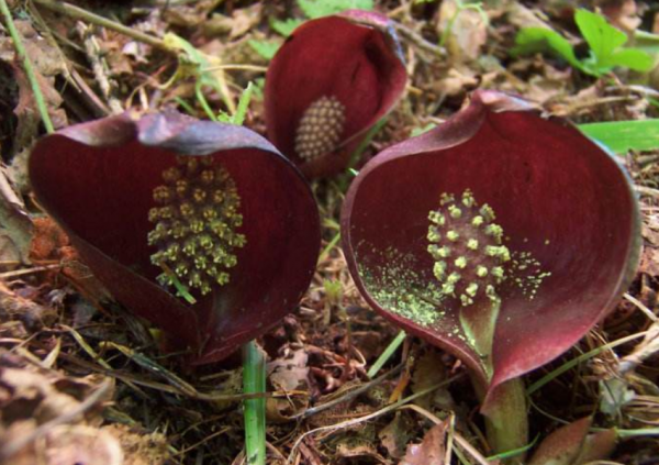 這4種植物一身臭味,觀賞價值卻極高,雖然不常見,但特別驚豔 這4種植物一身臭味,觀賞價值卻極高,雖然不常見,但特別驚豔