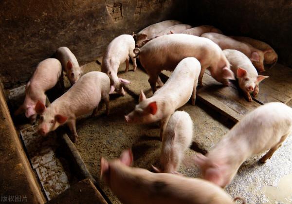 豬仔大掉價,7公斤豬仔150,現在養豬能不能賺錢?看看養豬戶咋說 豬仔大掉價,7公斤豬仔150,現在養豬能不能賺錢?看看養豬戶咋說